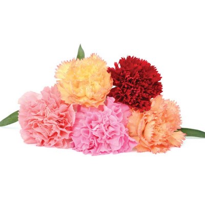 Carnations