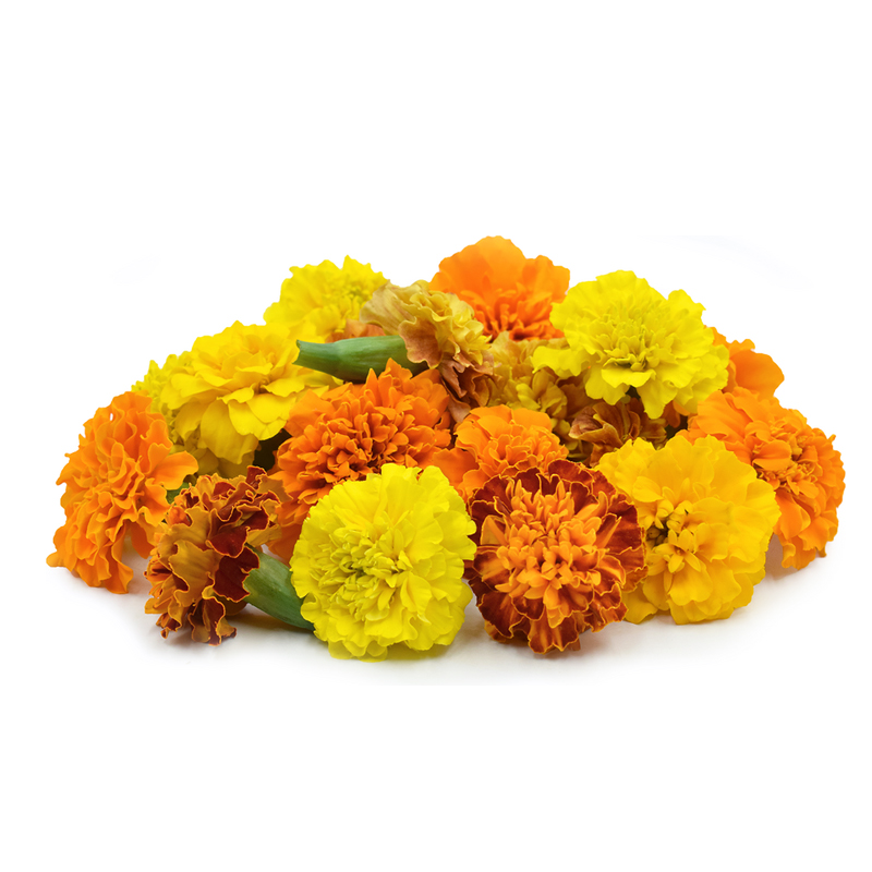 Marigold (Sevvanthi)