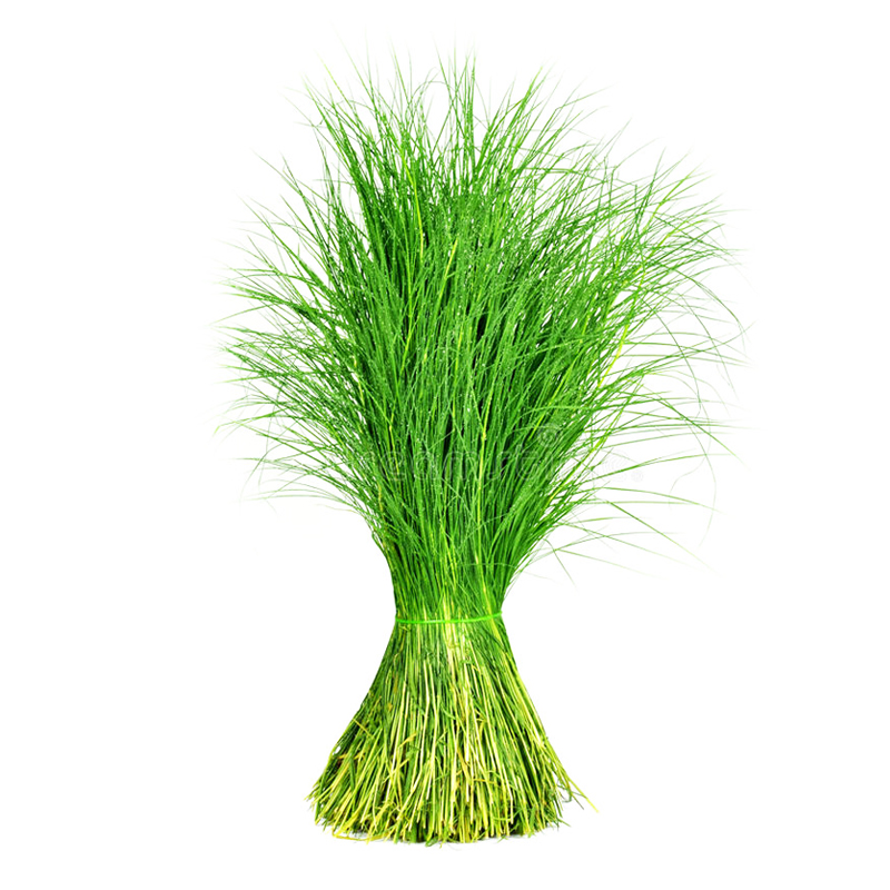 Arugam Grass