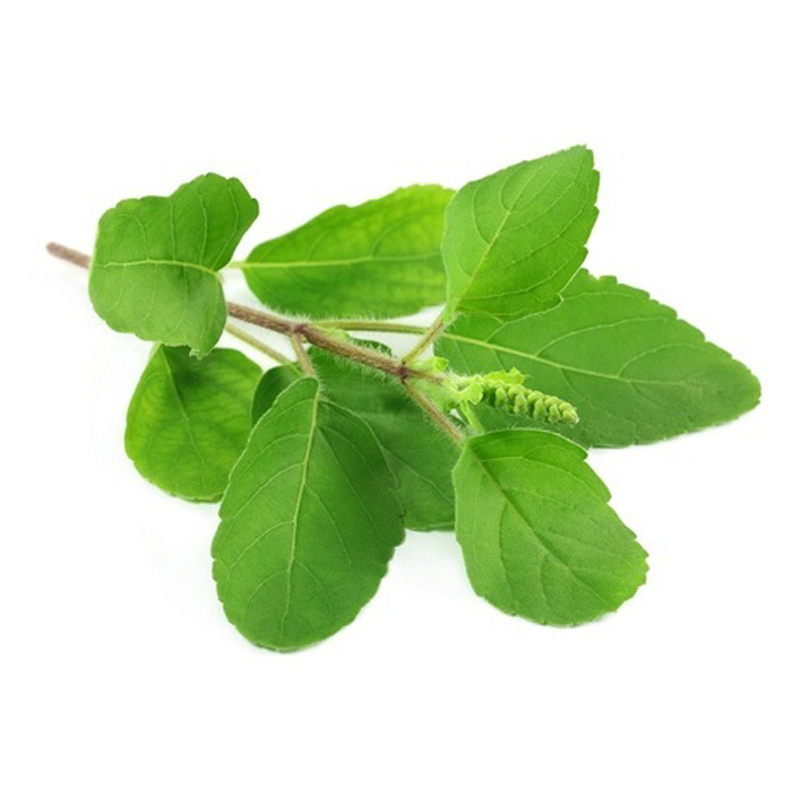 Tulsi Leaves